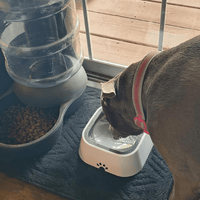 Purifur™ SpillGuard Plastic Bowl