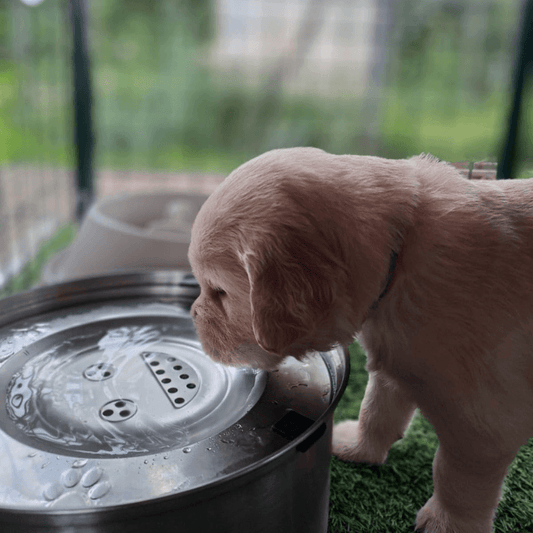 Purifur™ SpillGuard Stainless Bowl